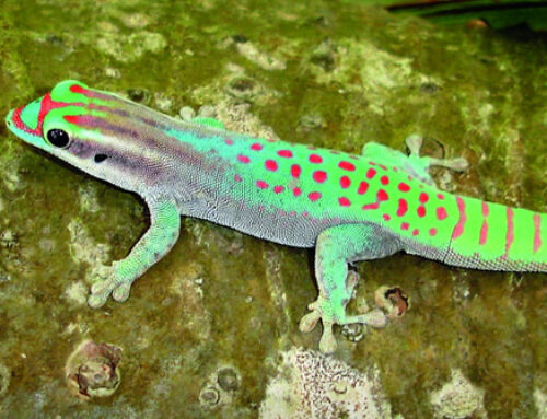 Day Ornate Gecko