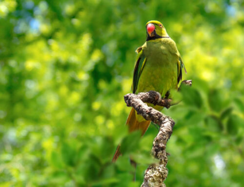 Mauritian Echo Parakeet